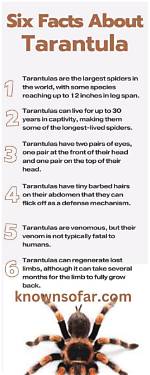 10 Amazing Tarantula Facts You Will Love to Know | Pangovet