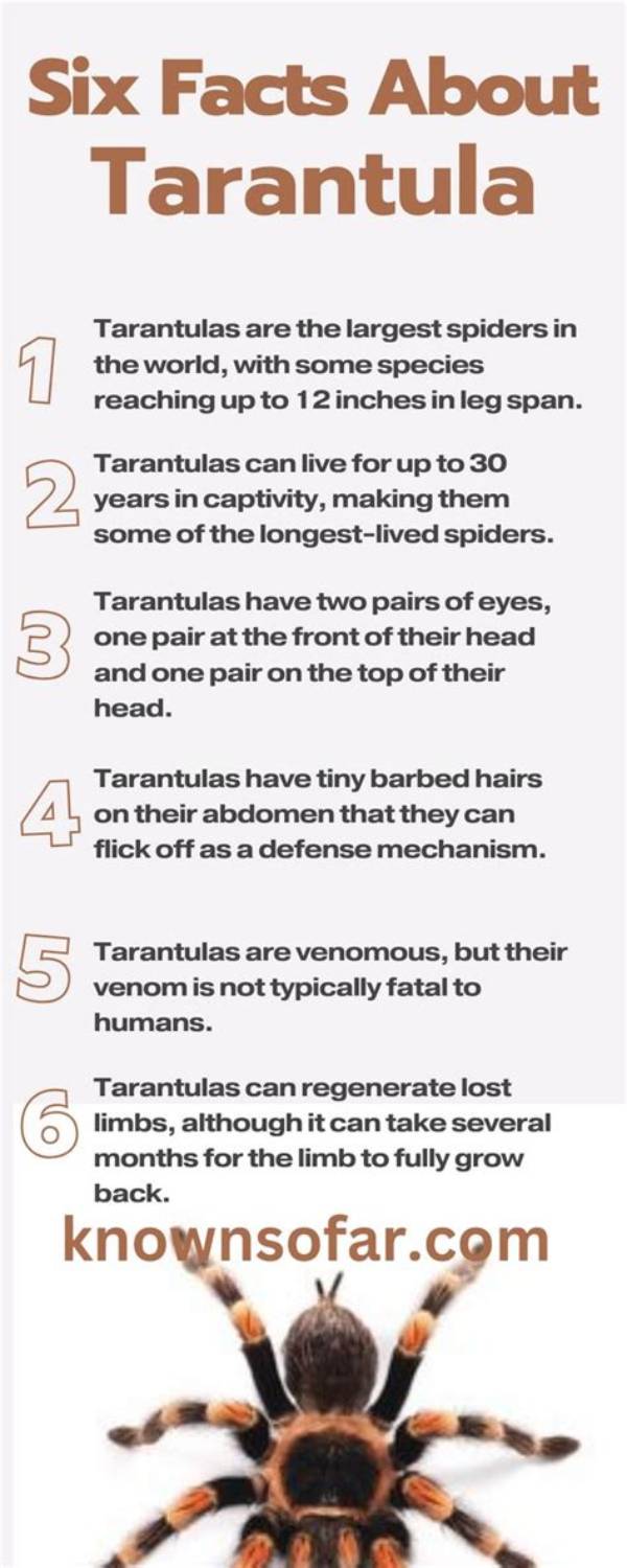 10 Amazing Tarantula Facts You Will Love to Know | Pangovet