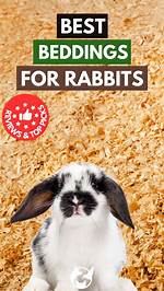 10 Best Bedding for Rabbits in 2024 – Reviews & Top Picks