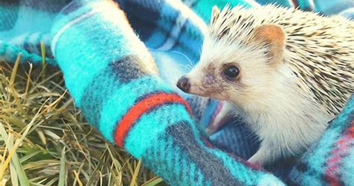 10 Best Beddings for Hedgehogs of 2024 – Reviews & Top Picks