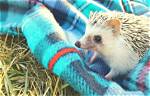 10 Best Beddings for Hedgehogs of 2024 – Reviews & Top Picks