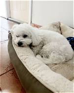 10 Best Bolster Dog Beds in 2024 - Reviews & Top Picks