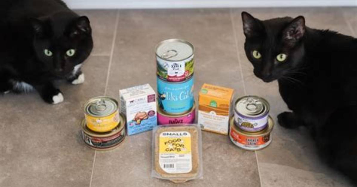 10 Best Cat Foods in 2024 - Reviews & Top Picks