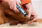 10 Best Dog Nail Grinders in 2024 - Reviews & Top Picks