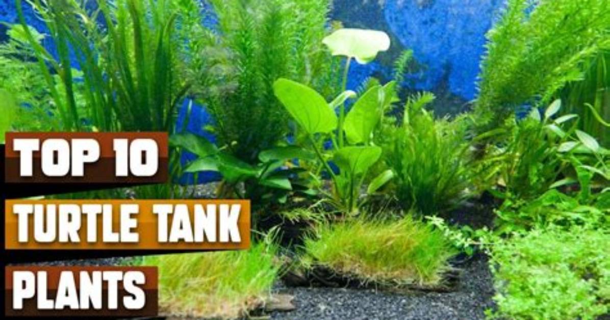 10 Best Plants for a Turtle Tank in 2024 - Top Picks & Reviews