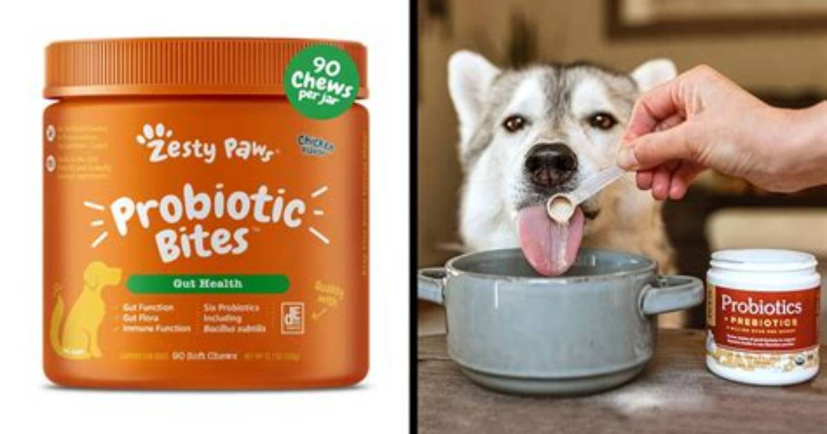 10 Best Probiotics for Dogs in 2024 - Reviews & Top Picks