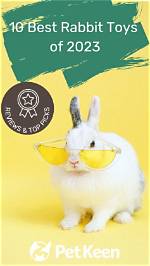 10 Best Rabbit Toys in 2024: Reviews & Top Picks