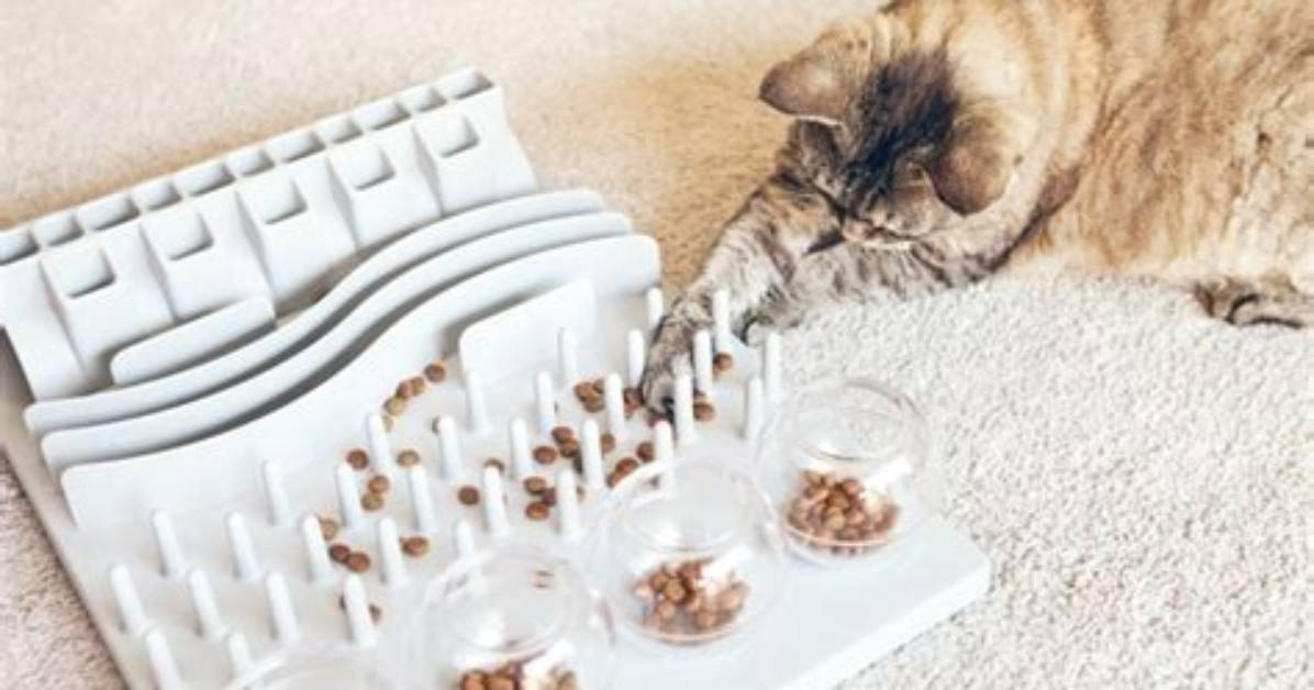 10 Best Slow Feeder Cat Bowls in 2024: Reviews & Top Picks