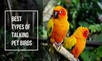 10 Best Talking Pet Bird Species (With Pictures)