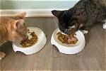10 Best Whisker Relief Cat Bowls in 2024 - Reviews & Top Picks