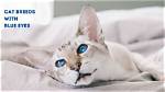 10 Cat Breeds with Blue Eyes (With Pictures)