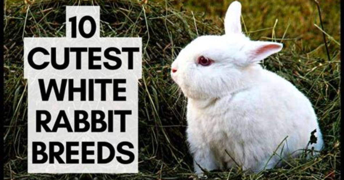 10 Cutest White Rabbit Breeds (With Pictures)