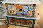 10 Diy Hamster Bin Cages You Can Build Today (With Pictures)