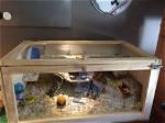 10 Diy Hamster Cages You Can Build Today (With Pictures)