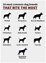 10 Dog Breeds Most Likely to Be Stolen (With Statistics)