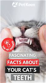 10 Fascinating Facts About Your Cat’s Ears (You Never Knew) | Pangovet