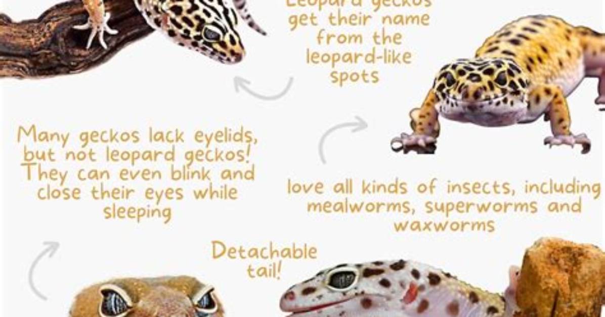 10 Fascinating & Fun Leopard Gecko Facts | Pangovet