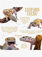10 Fascinating & Fun Leopard Gecko Facts | Pangovet