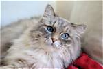10 Fluffy Cat Breeds You'll Love (With Pictures)