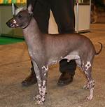 10 Hairless Dog Breeds That Make Great Pets (With Pictures)