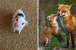 10 Hilarious and Adorable Pictures of Animals Celebrating Easter
