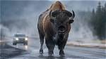 10 Insane Facts About America's Wildest