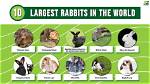 10 Largest Rabbit Breeds in the World (With Pictures) | Pangovet