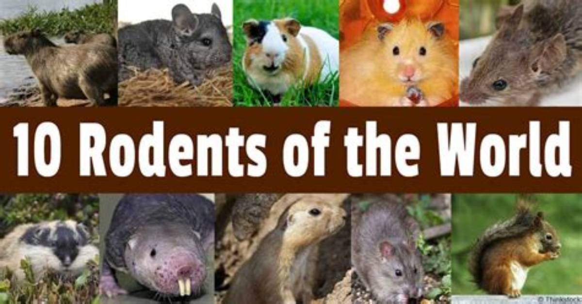 10 Largest Rodents in the World (With Pictures)