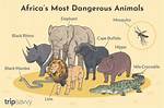 10 Most Dangerous Animals in Africa