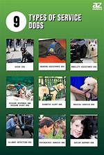 10 Types of Service Dogs & What They Do (With Pictures)