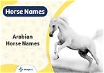 100+ Arabian Horse Names: Ideas for Distinct & Smooth Horses