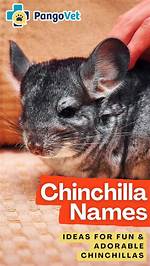 100+ Chinchilla Names: Ideas for Fun & Adorable Chinchillas