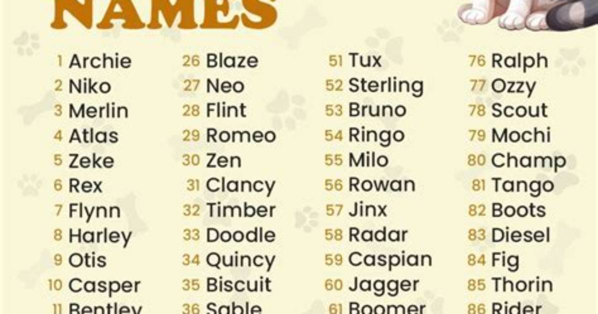 100 Cute Cat Names: Pretty and Sweet Options for Your Cat | Pangovet