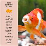 100+ Goldfish Names: Ideas for Friendly & Classic Fish
