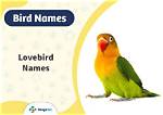 100+ Lovebird Names: Ideas for Affectionate & Adorning Birds