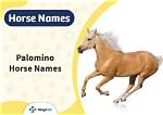 100+ Palomino Horse Names: Ideas for Golden & Royal Horses | Pangovet