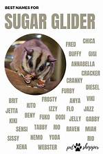 100+ Sugar Glider Names: Ideas for Adorable Mini Possums | Pangovet