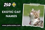 109 Exotic and Wild Cat Names: Tough and Rare Options for Your Cat