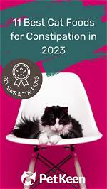 11 Best Cat Foods for Constipation in 2024 – Reviews & Top Picks