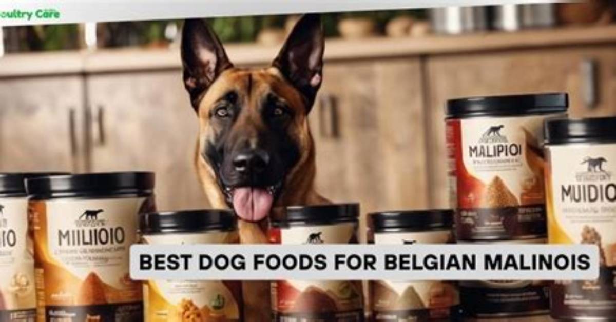 11 Best Dog Foods for Belgian Malinois in 2024 - Reviews & Top Picks