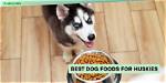 11 Best Dog Foods for Huskies in 2024 - Reviews & Top Picks