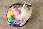 11 Best Pug Shampoos in 2024 - Reviews & Top Picks
