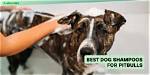 11 Best Shampoos for Pit Bulls in 2024: Reviews & Top Picks