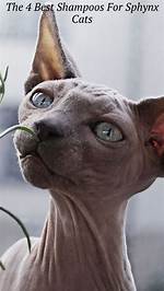 11 Best Shampoos for Sphynx Cats in 2024: Reviews & Top Picks