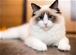 11 Lazy Cat Breeds: Pictures, Facts, & History