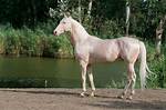 11 Unique and Unusual Horse Breeds (With Pictures) | Pangovet