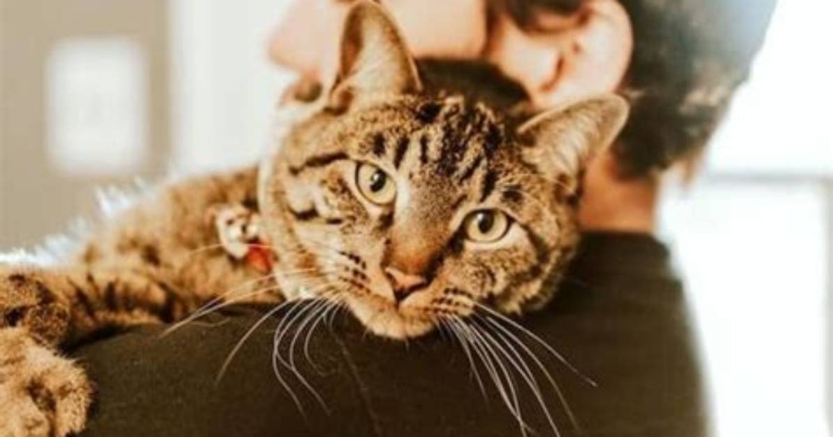 12 Best Cat Breeds for Emotional Support (With Pictures)
