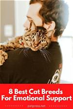12 Best Cat Breeds for Emotional Support (With Pictures)