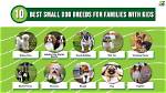 12 Best Small Dog Breeds (With Pictures)