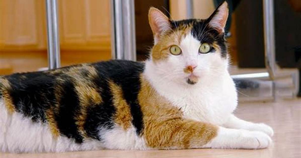 12 Breeds of Calico Cats (With Pictures) | Pangovet